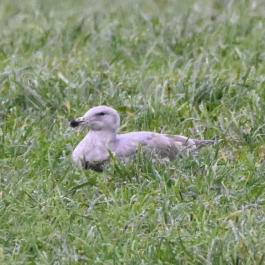 Western x Glaucous-winged Gull (hybrid) - ML646269525