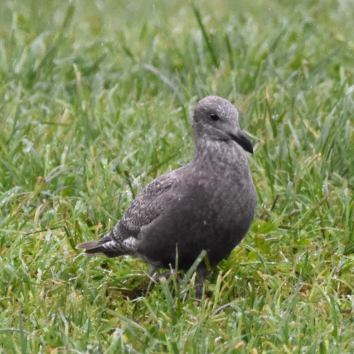 Western x Glaucous-winged Gull (hybrid) - ML646269527