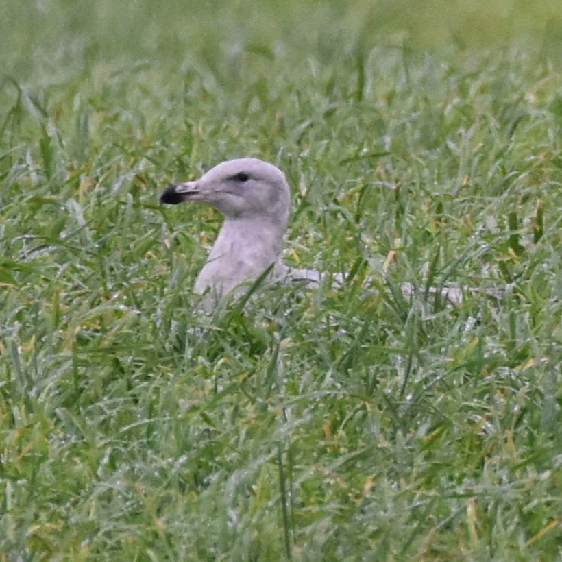 Western x Glaucous-winged Gull (hybrid) - ML646269528