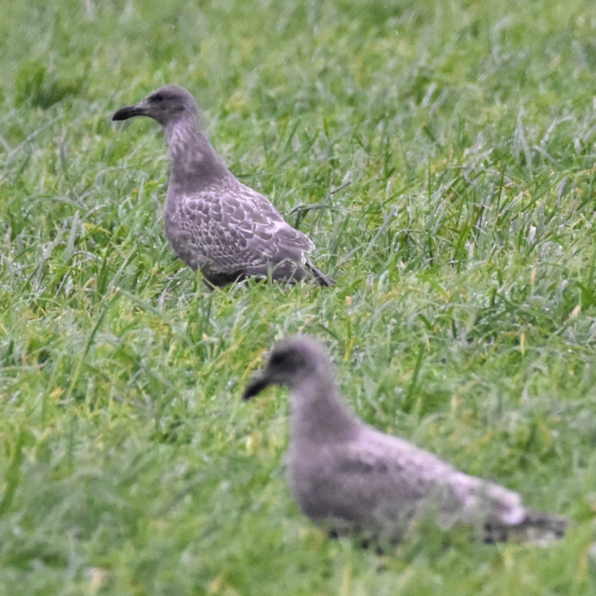 Western x Glaucous-winged Gull (hybrid) - ML646269529