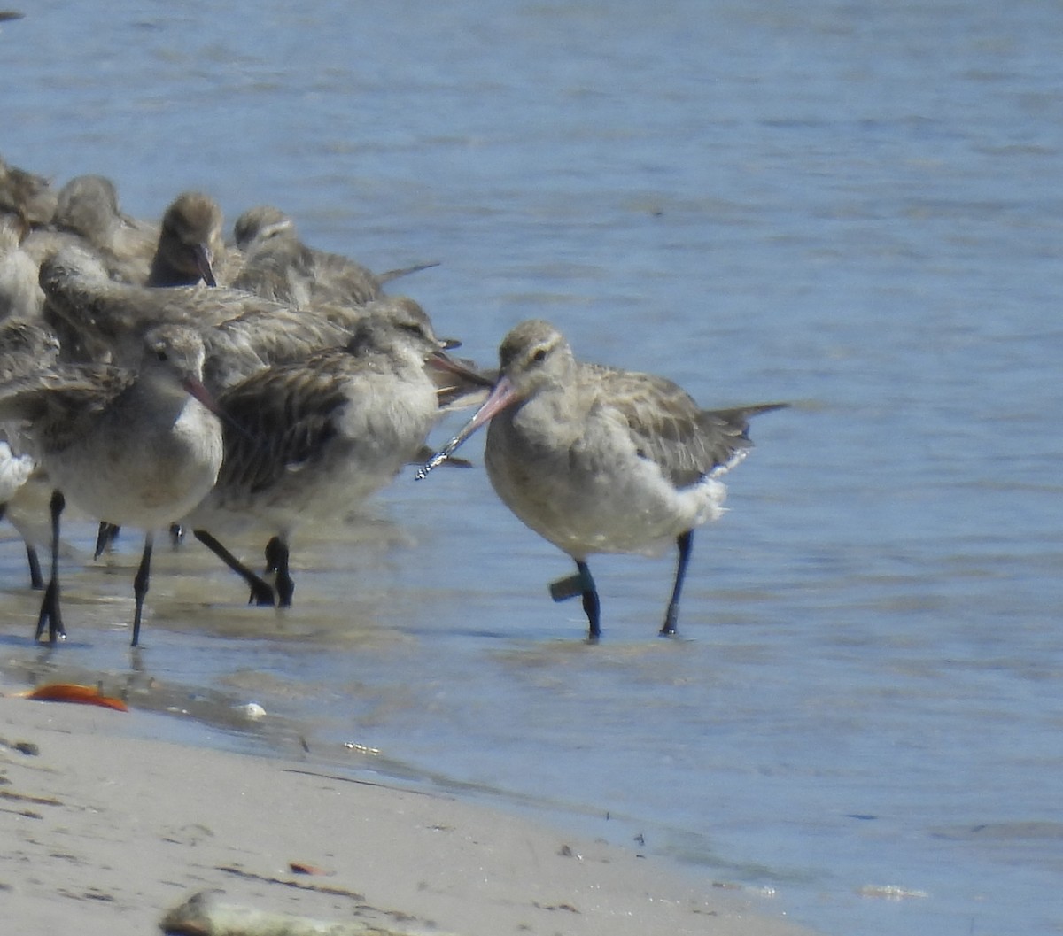 斑尾鷸 - ML646269530