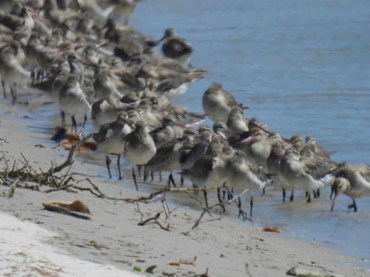 斑尾鷸 - ML646269531