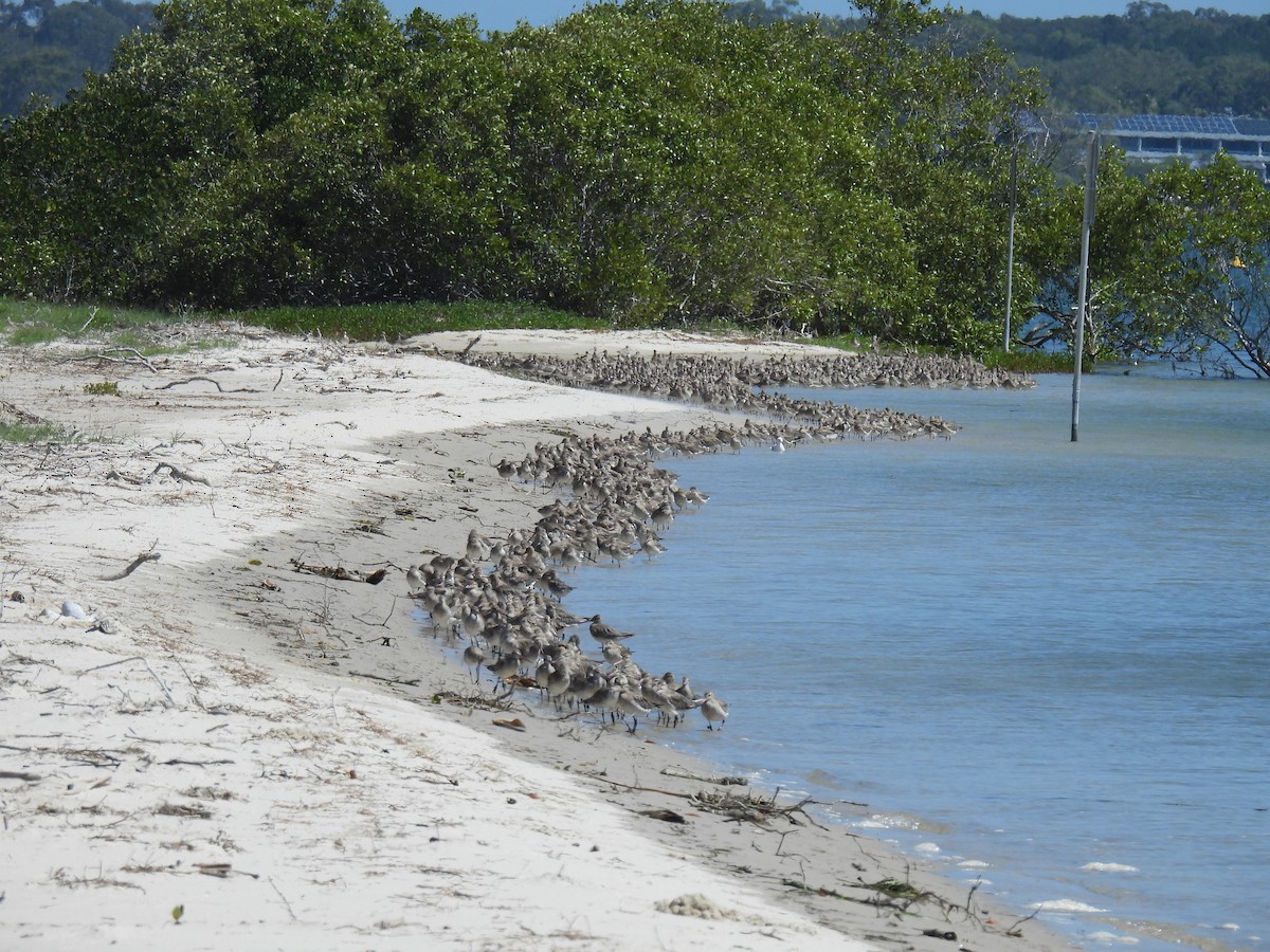 斑尾鷸 - ML646269532