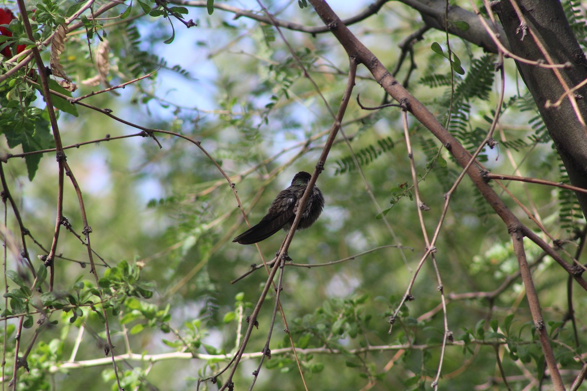 kolibřík blankytohrdlý - ML646269535