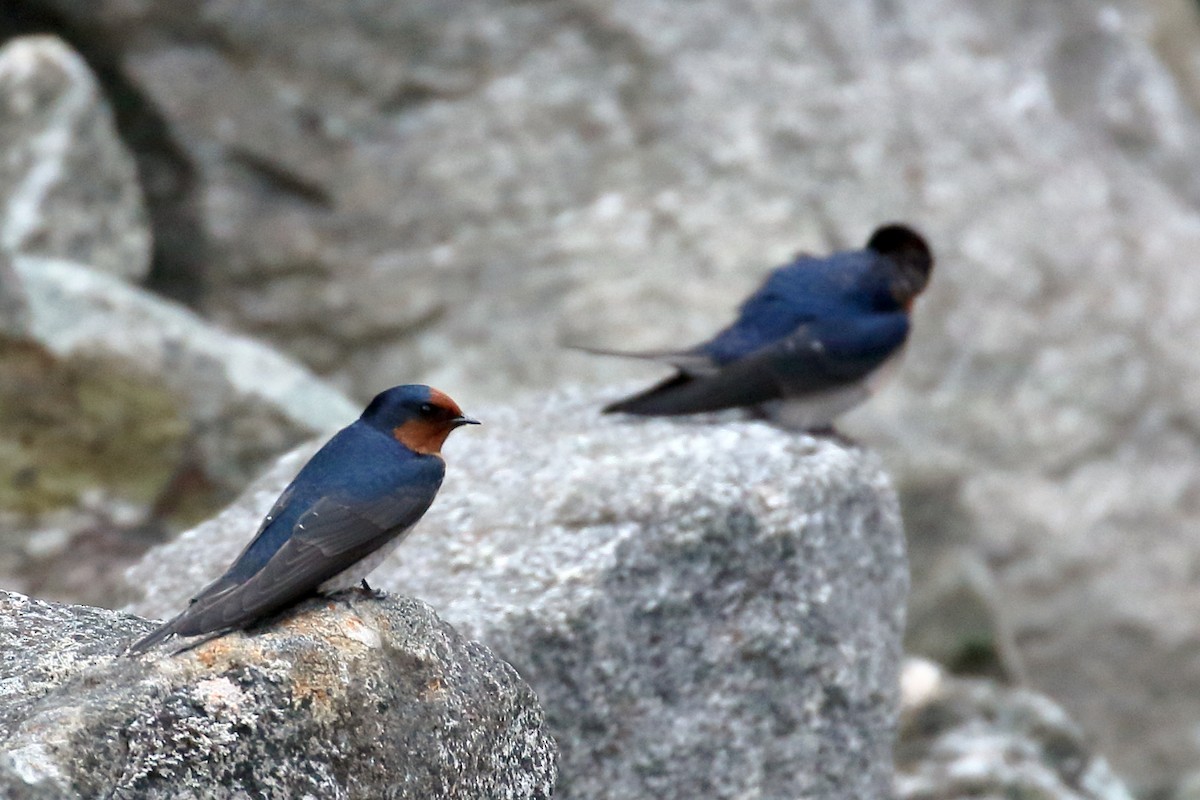 Welcome Swallow - ML646269536