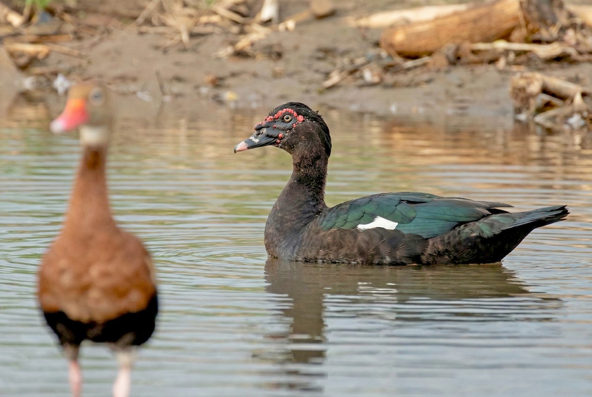 疣鼻棲鴨 - ML646269539