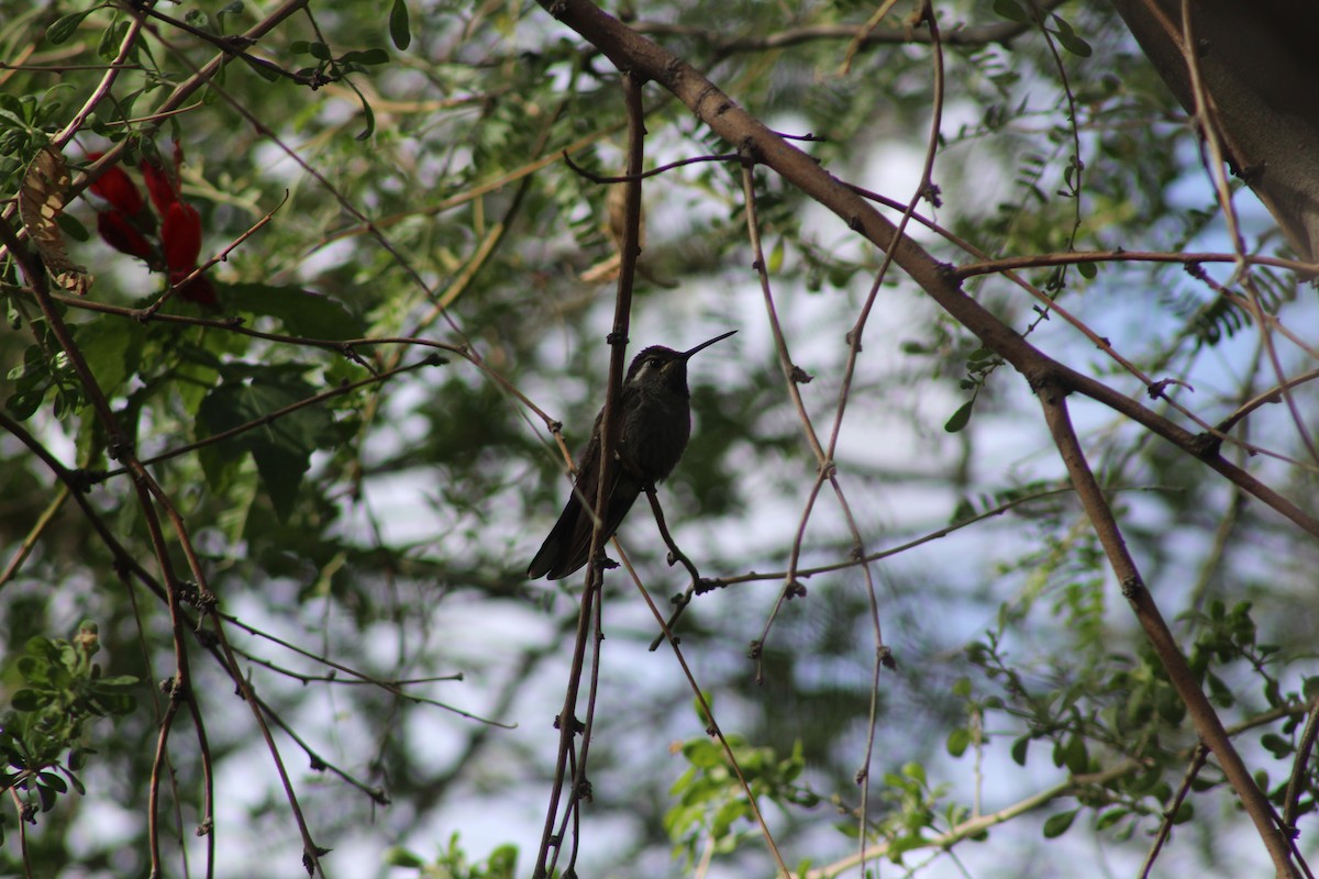 kolibřík blankytohrdlý - ML646269543