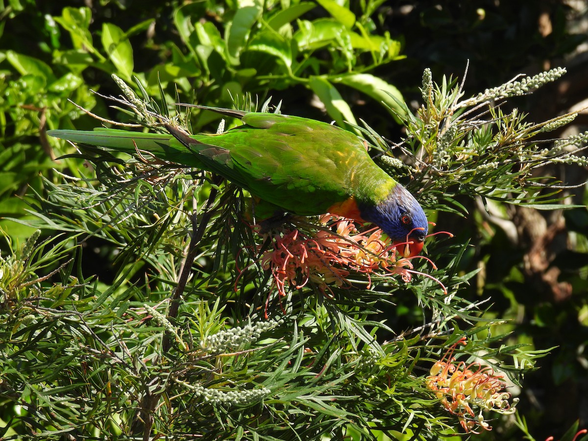 彩虹吸蜜鸚鵡 - ML646269545
