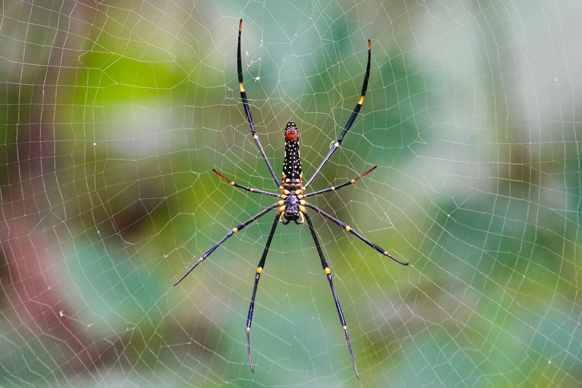 Animaux - ML646269547