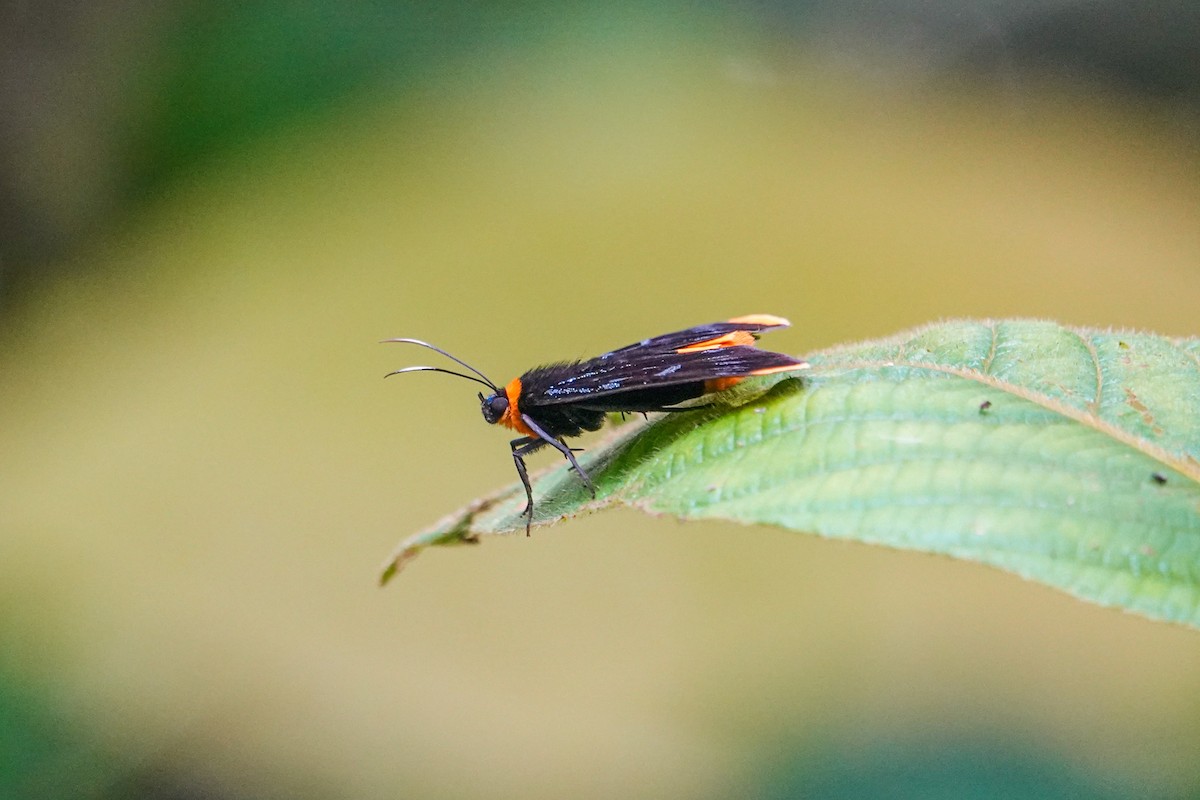 Animaux - ML646269548