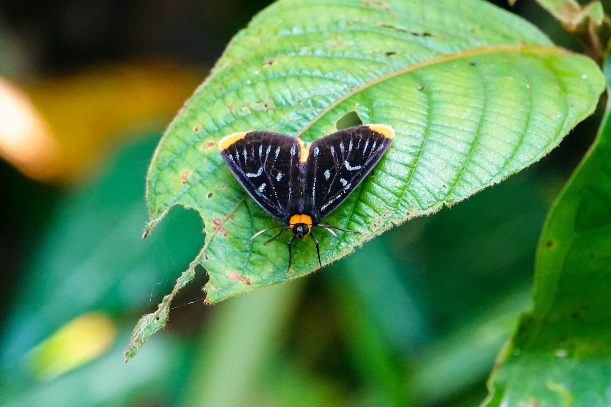 Animaux - ML646269549