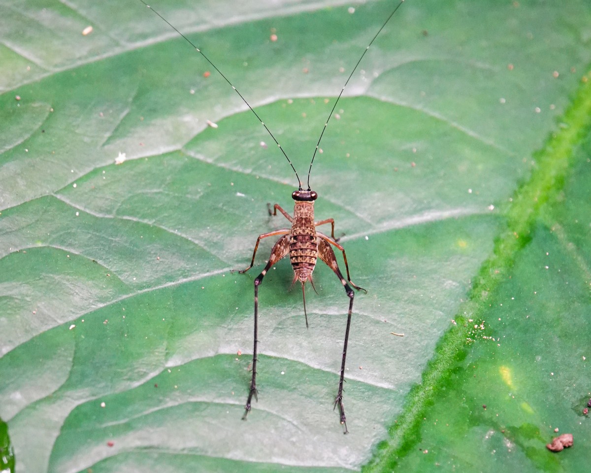 Animaux - ML646269550