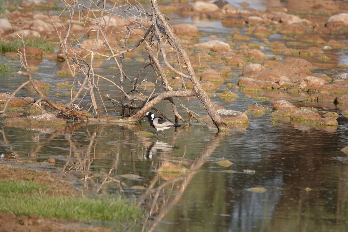 Blacksmith Lapwing - ML646269551