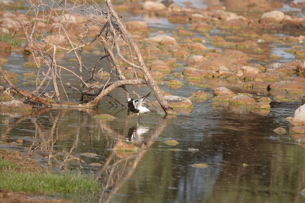 Blacksmith Lapwing - ML646269552