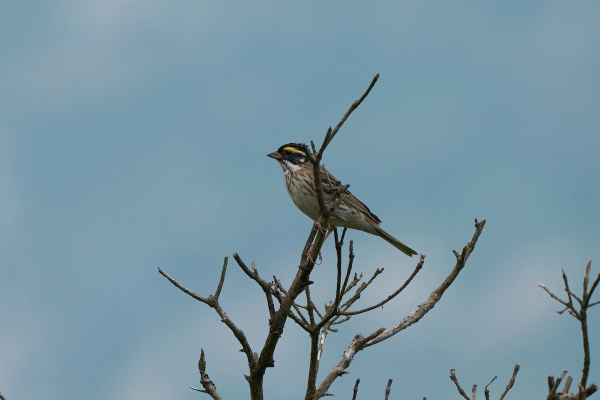 黃眉鵐 - ML646269554