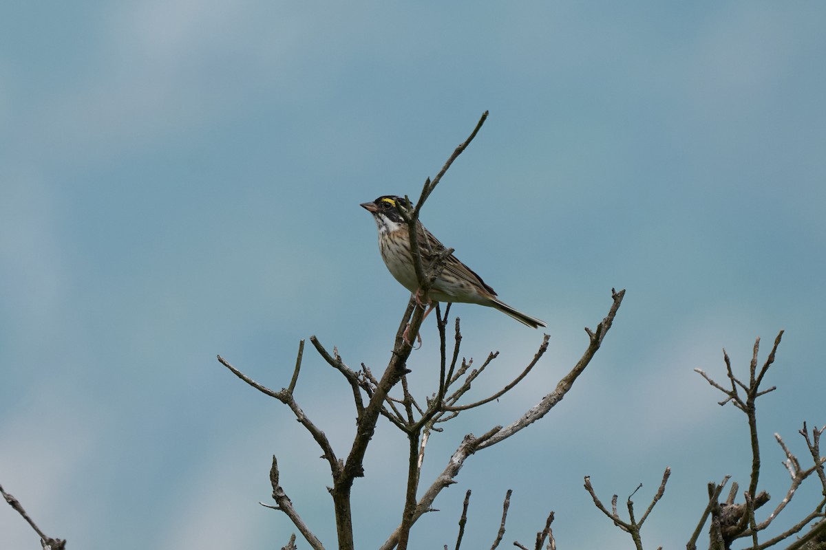 黃眉鵐 - ML646269555