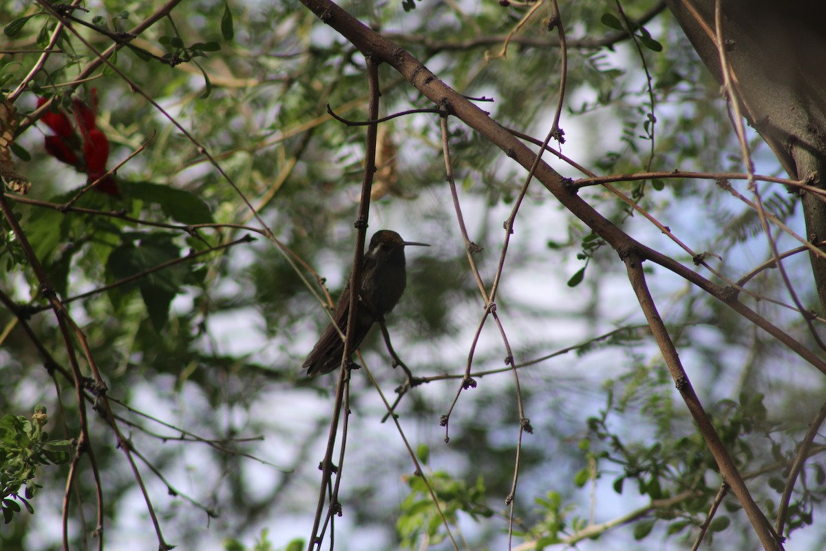 kolibřík blankytohrdlý - ML646269556