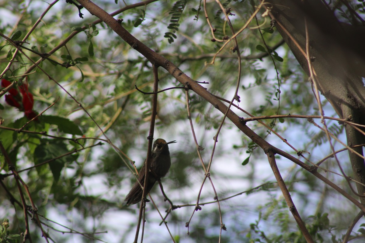 kolibřík blankytohrdlý - ML646269566