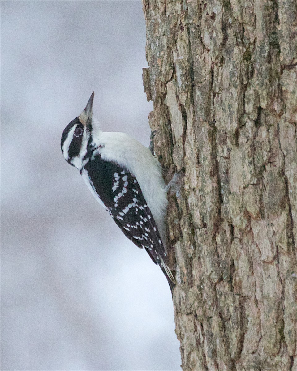 Hairy Woodpecker - ML646269575