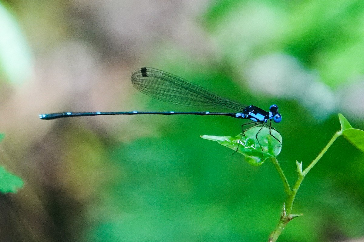 Animaux - ML646269578