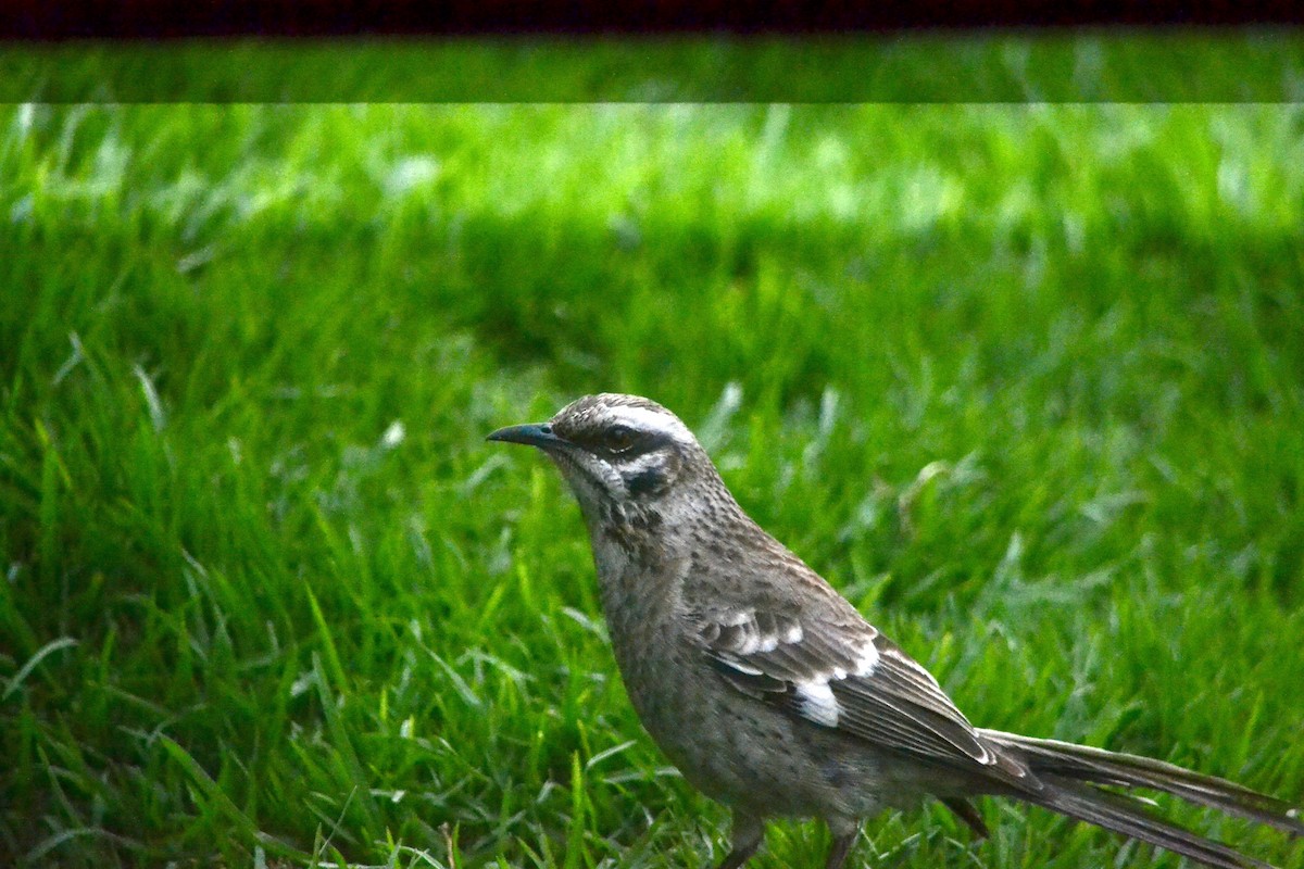 Long-tailed Mockingbird - ML646269581