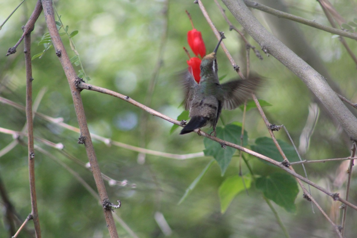 kolibřík blankytohrdlý - ML646269582