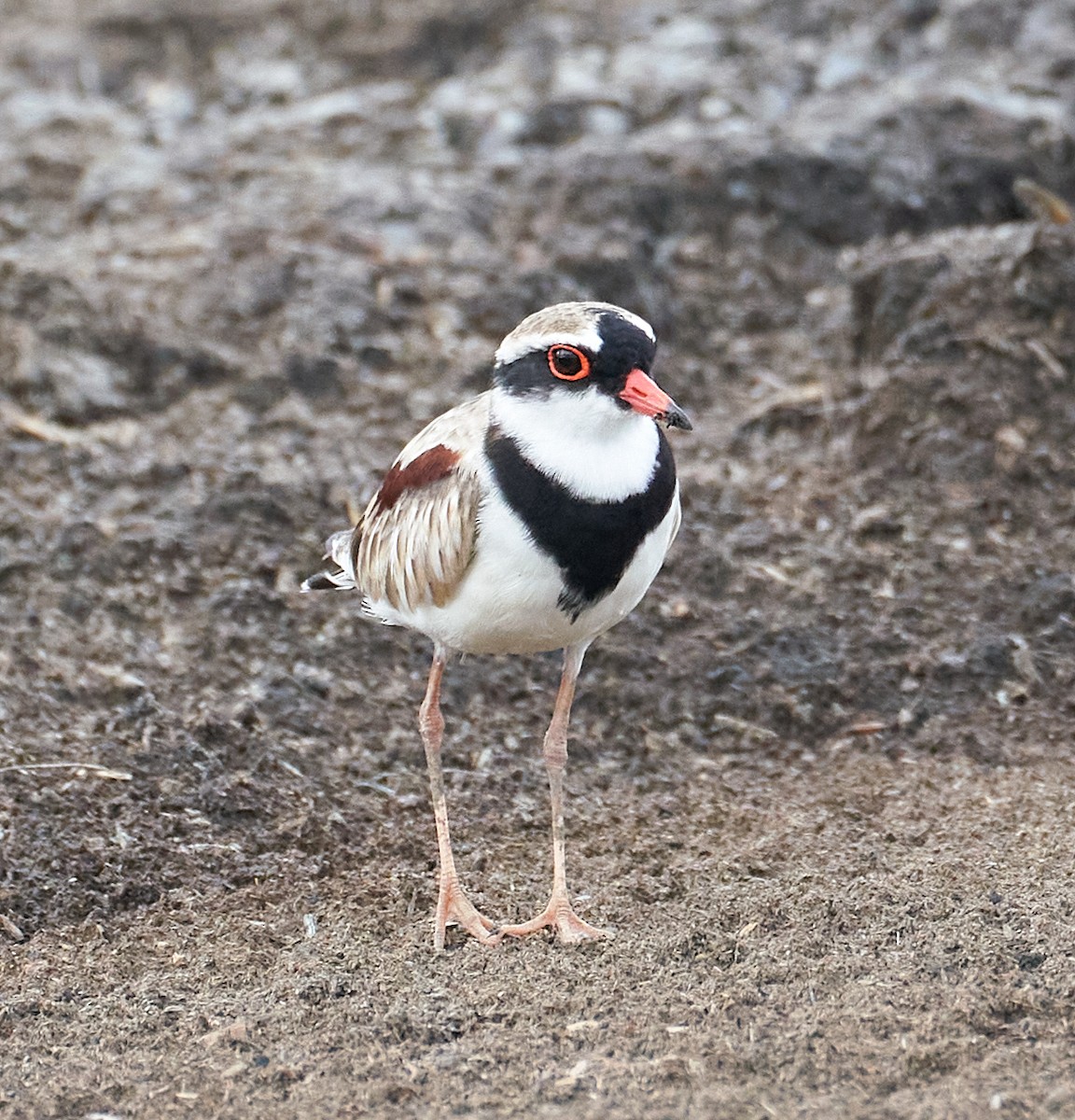 Black-fronted Dotterel - ML646269593