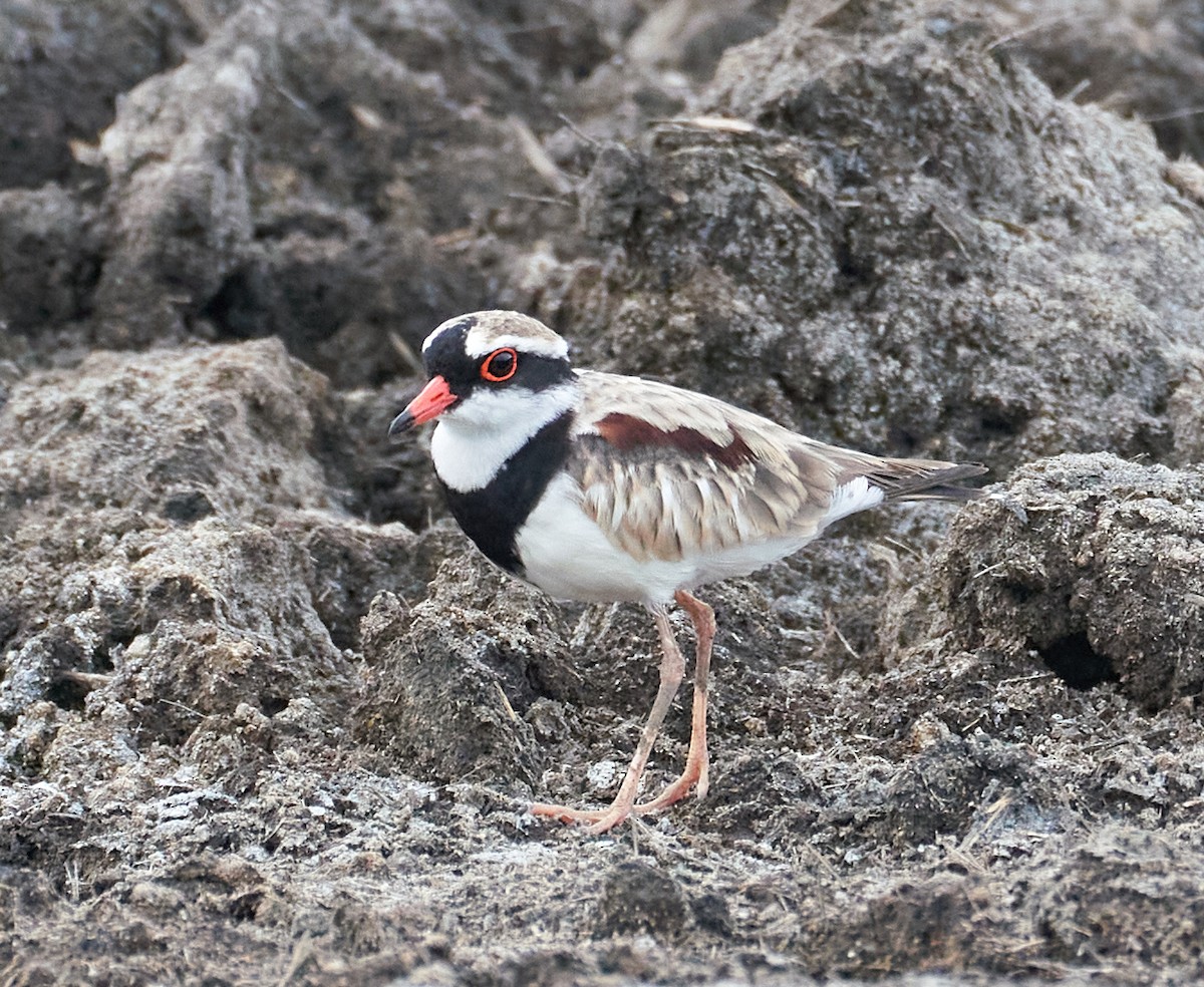 Black-fronted Dotterel - ML646269595