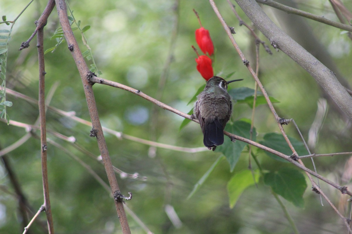 kolibřík blankytohrdlý - ML646269599