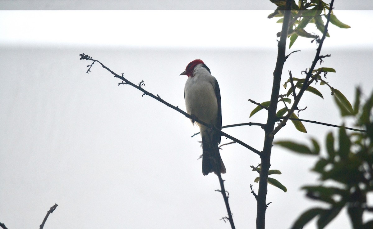 Red-crested x Red-capped Cardinal (hybrid) - ML646269600