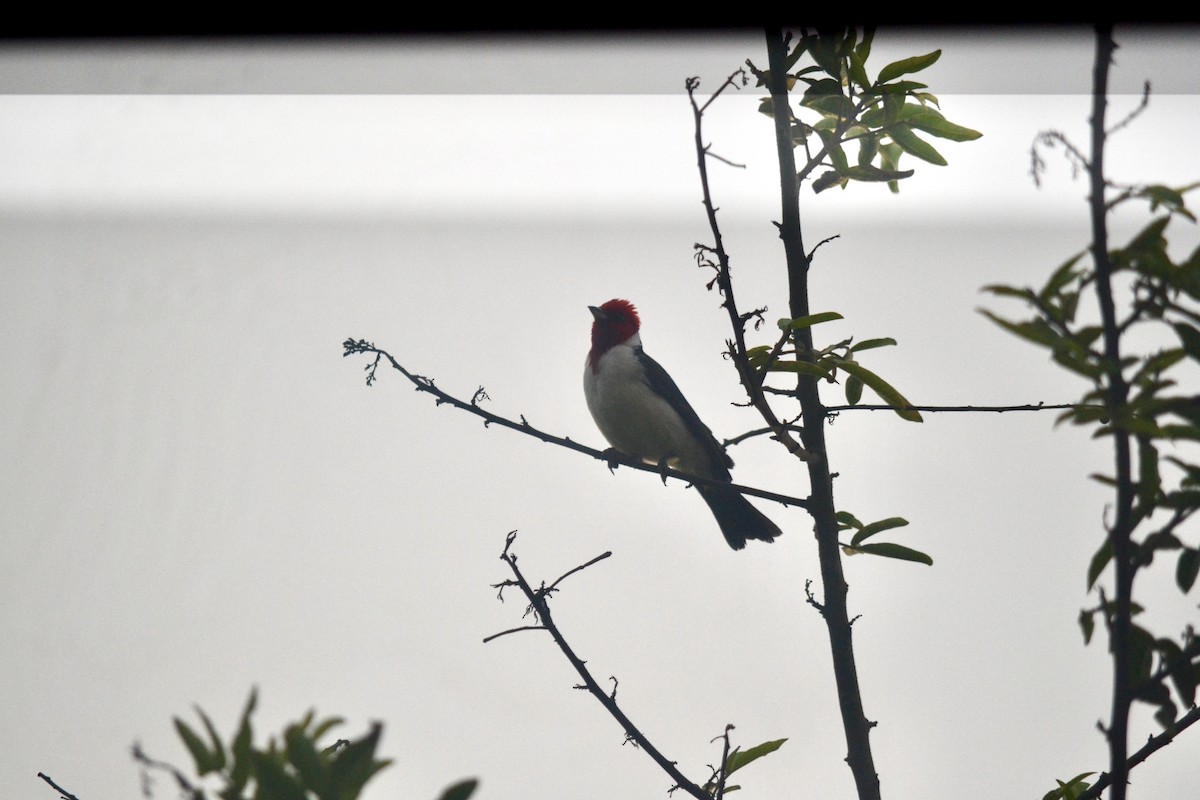 Red-crested x Red-capped Cardinal (hybrid) - ML646269601