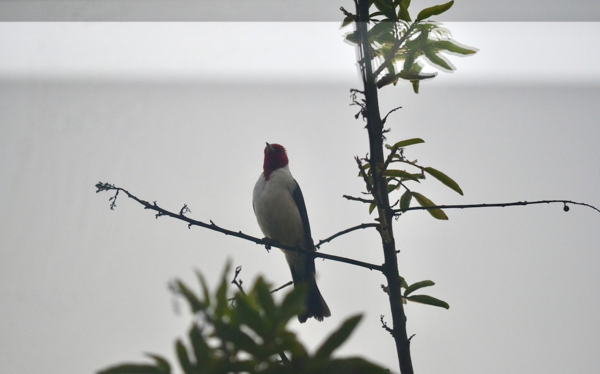 Red-crested x Red-capped Cardinal (hybrid) - ML646269602