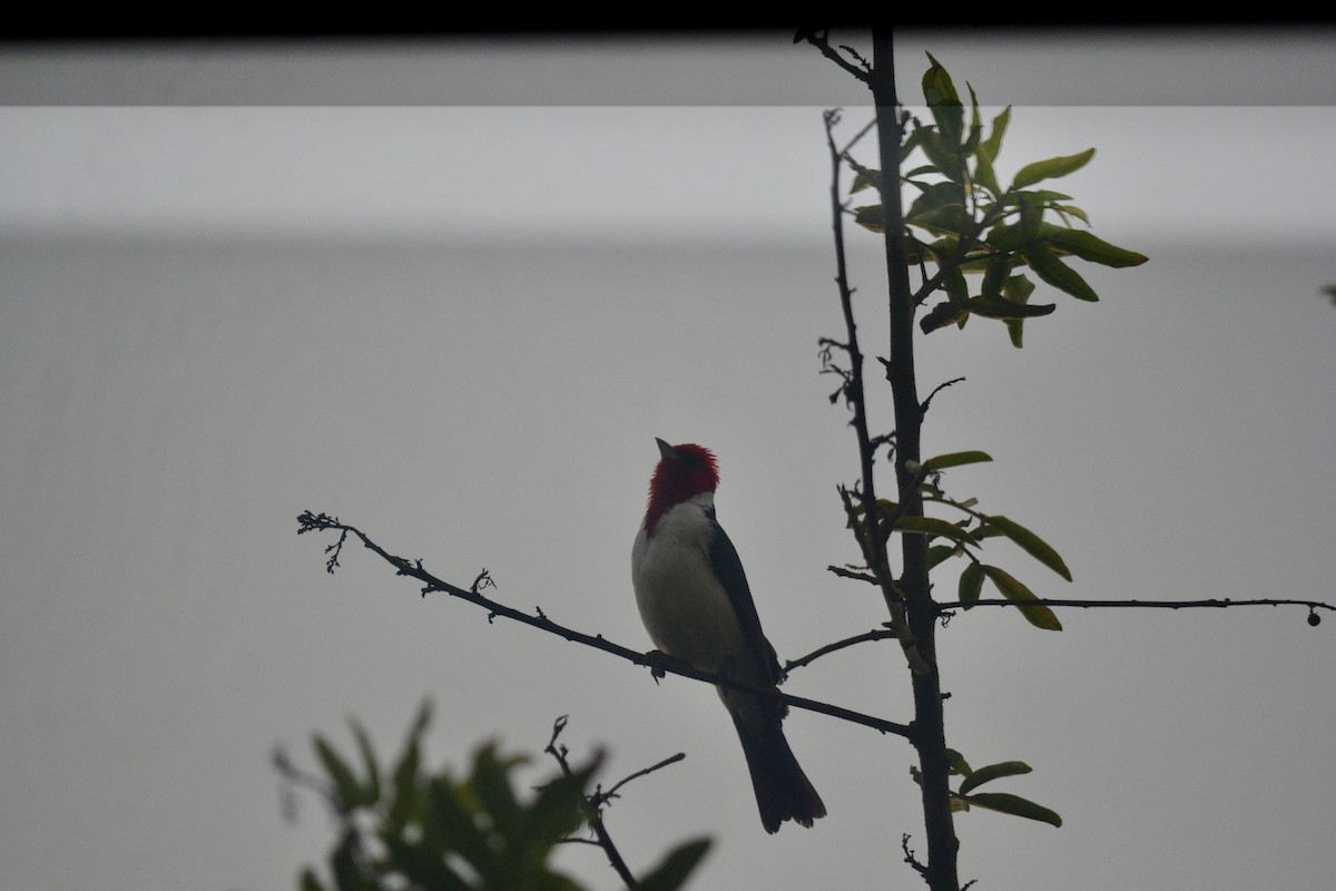 Red-crested x Red-capped Cardinal (hybrid) - ML646269603