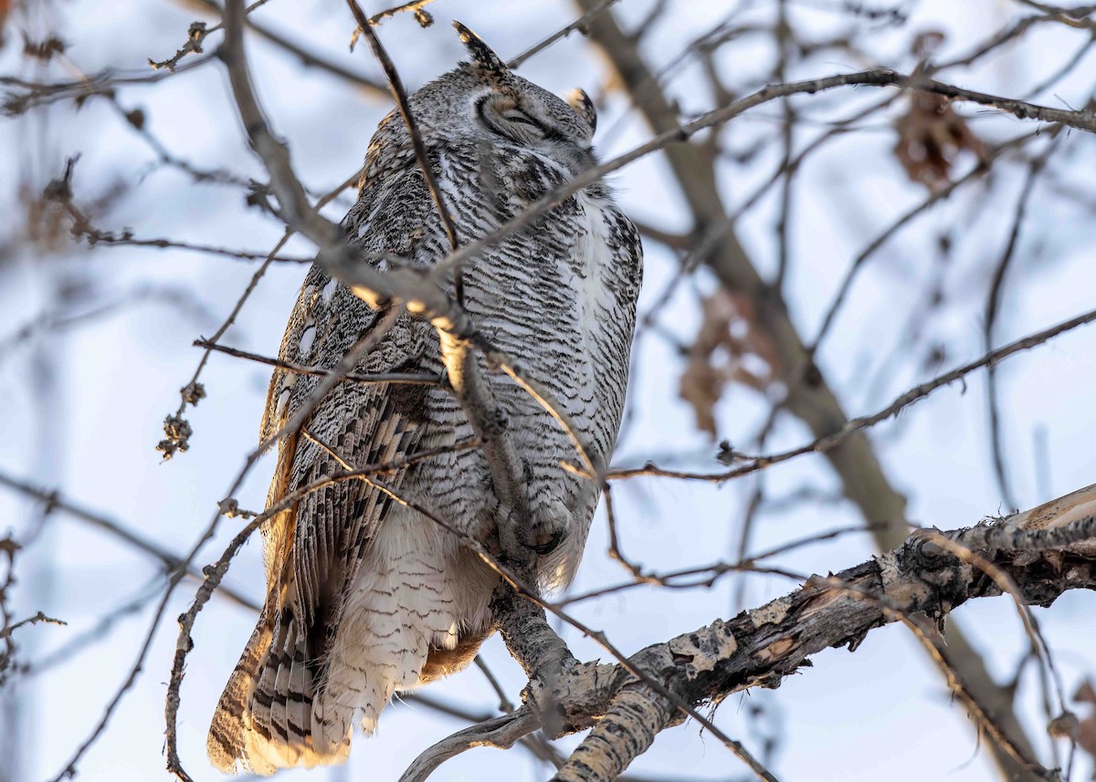 Great Horned Owl - ML646269605