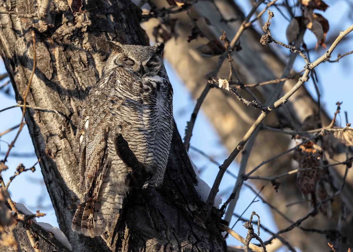 Great Horned Owl - ML646269606