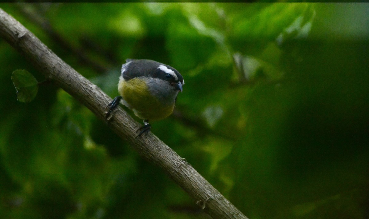 Цереба - ML646269616