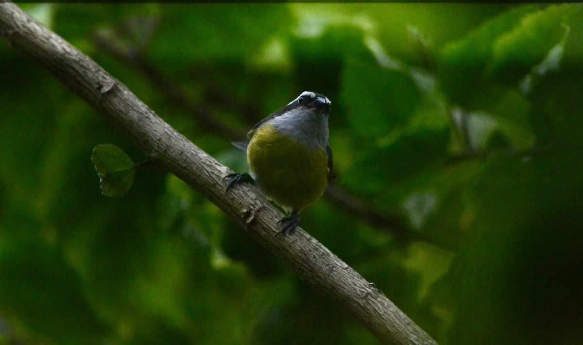 Цереба - ML646269617