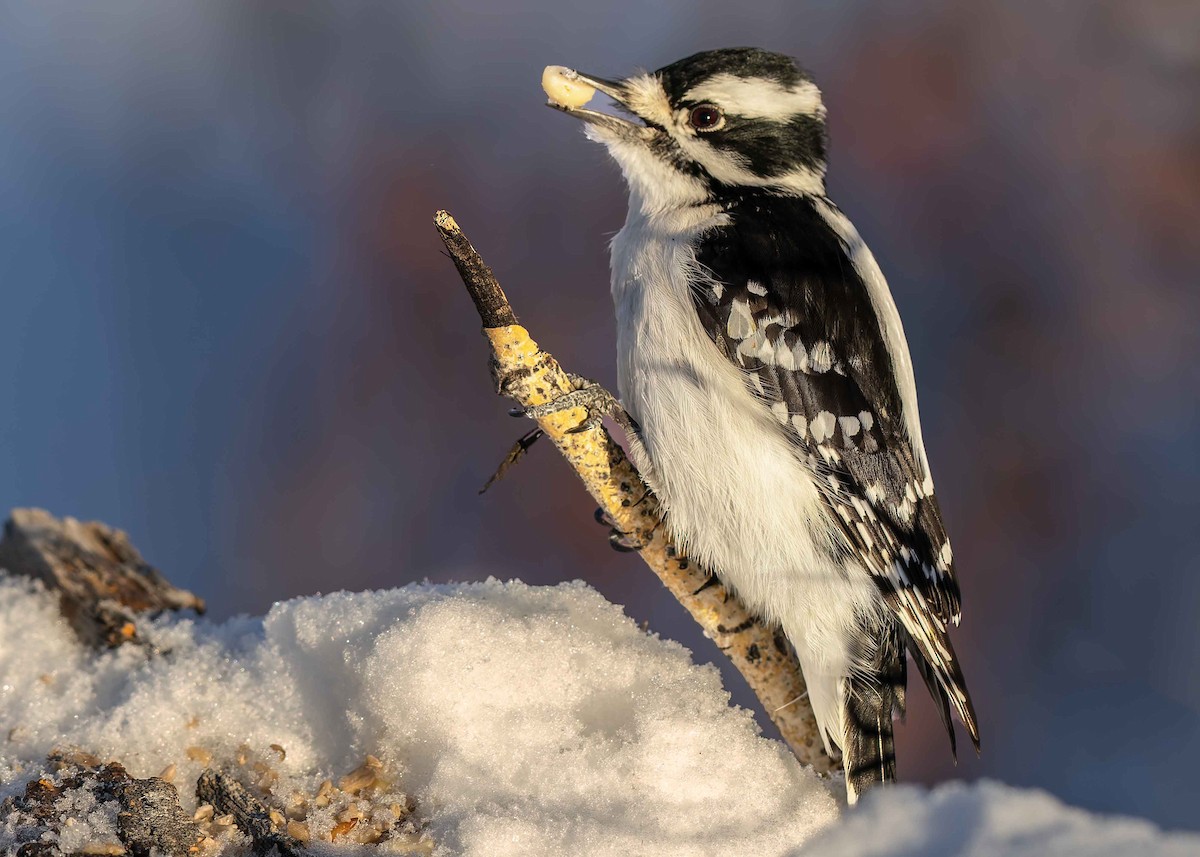 Downy Woodpecker - ML646269618