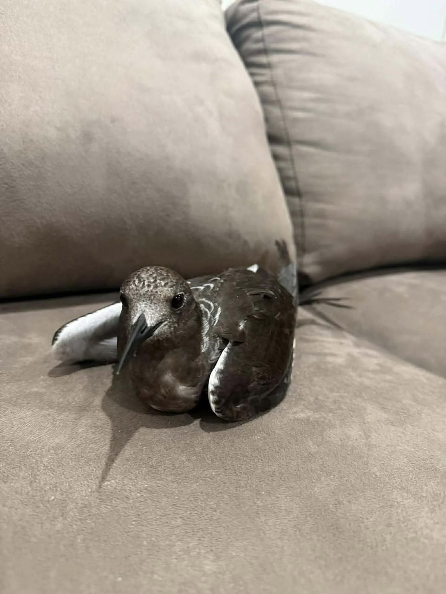 Sooty Tern - ML646269621