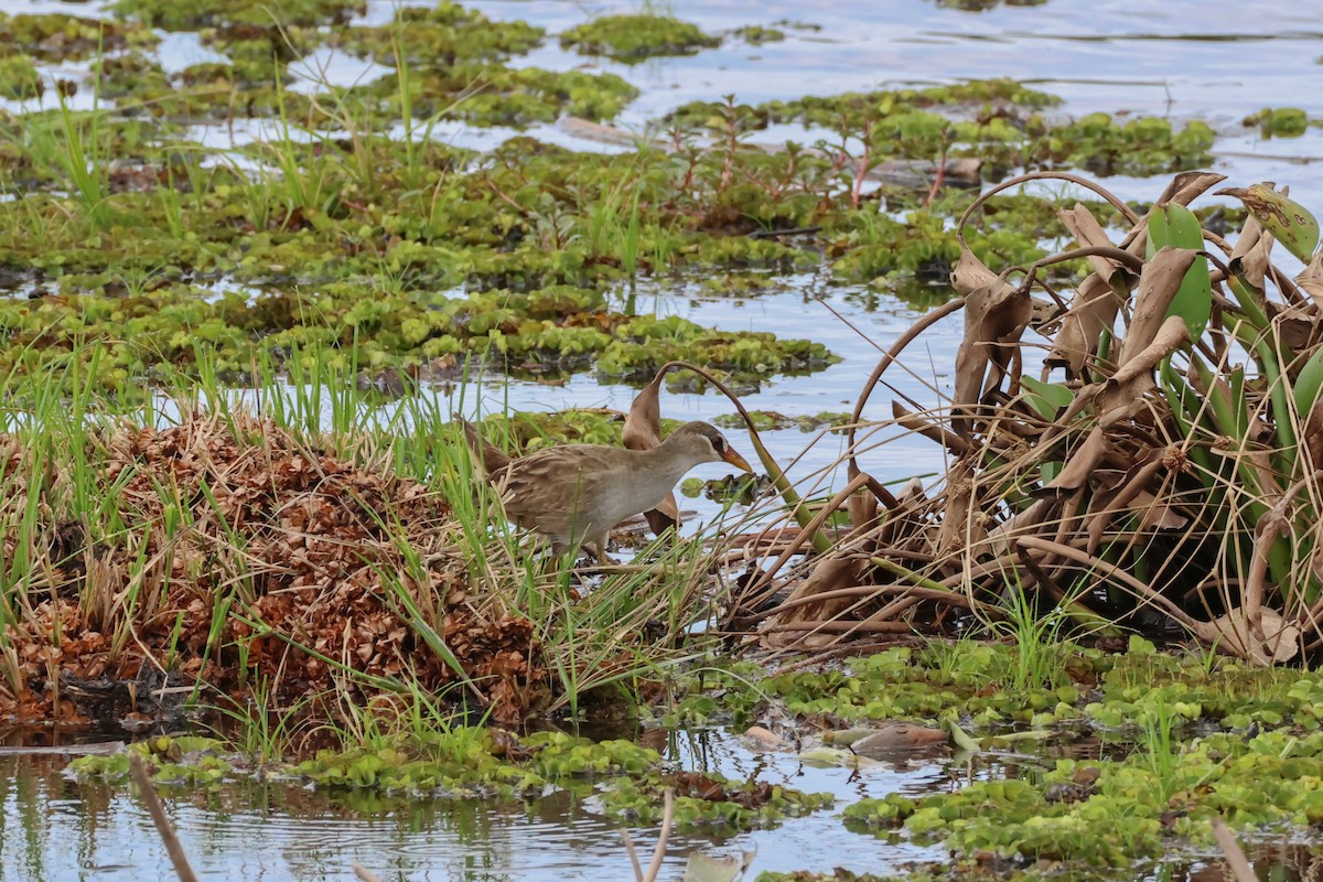 Polluela Cejiblanca - ML646269622