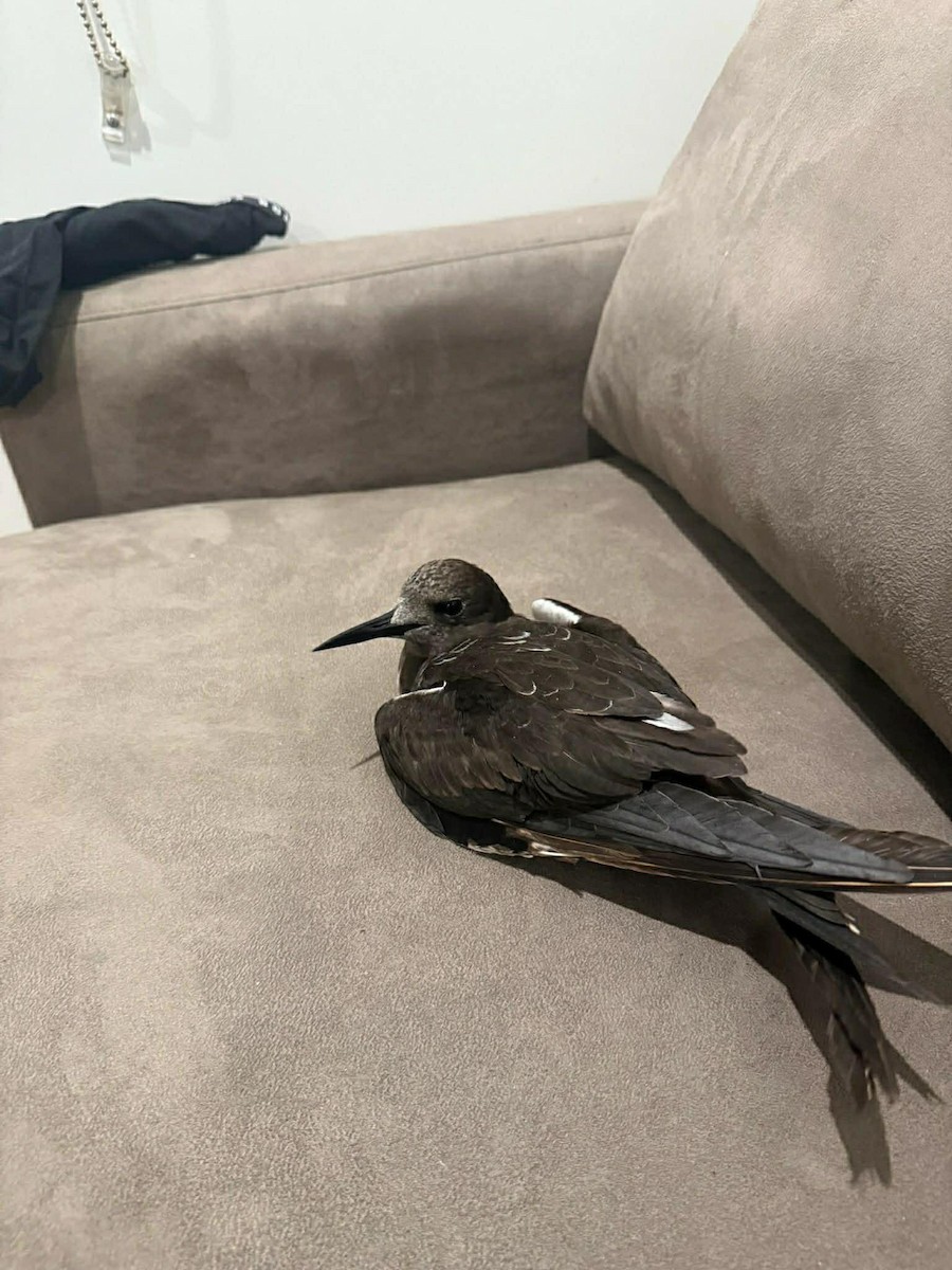 Sooty Tern - ML646269623