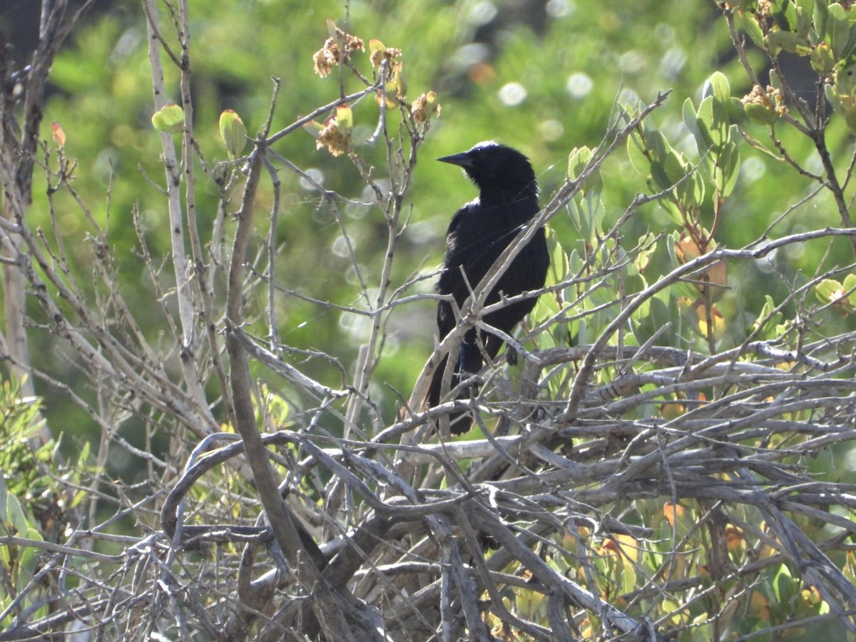 Austral Blackbird - ML646269627