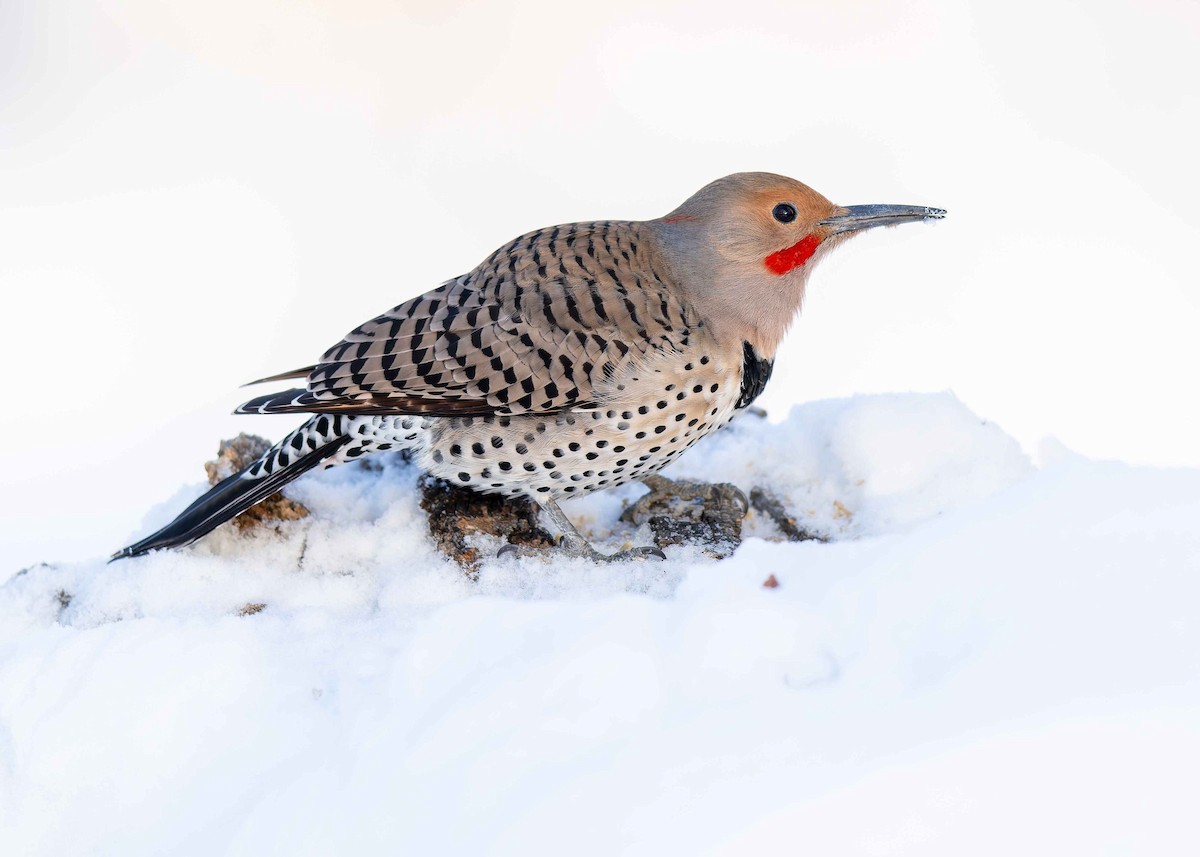 Northern Flicker - ML646269628