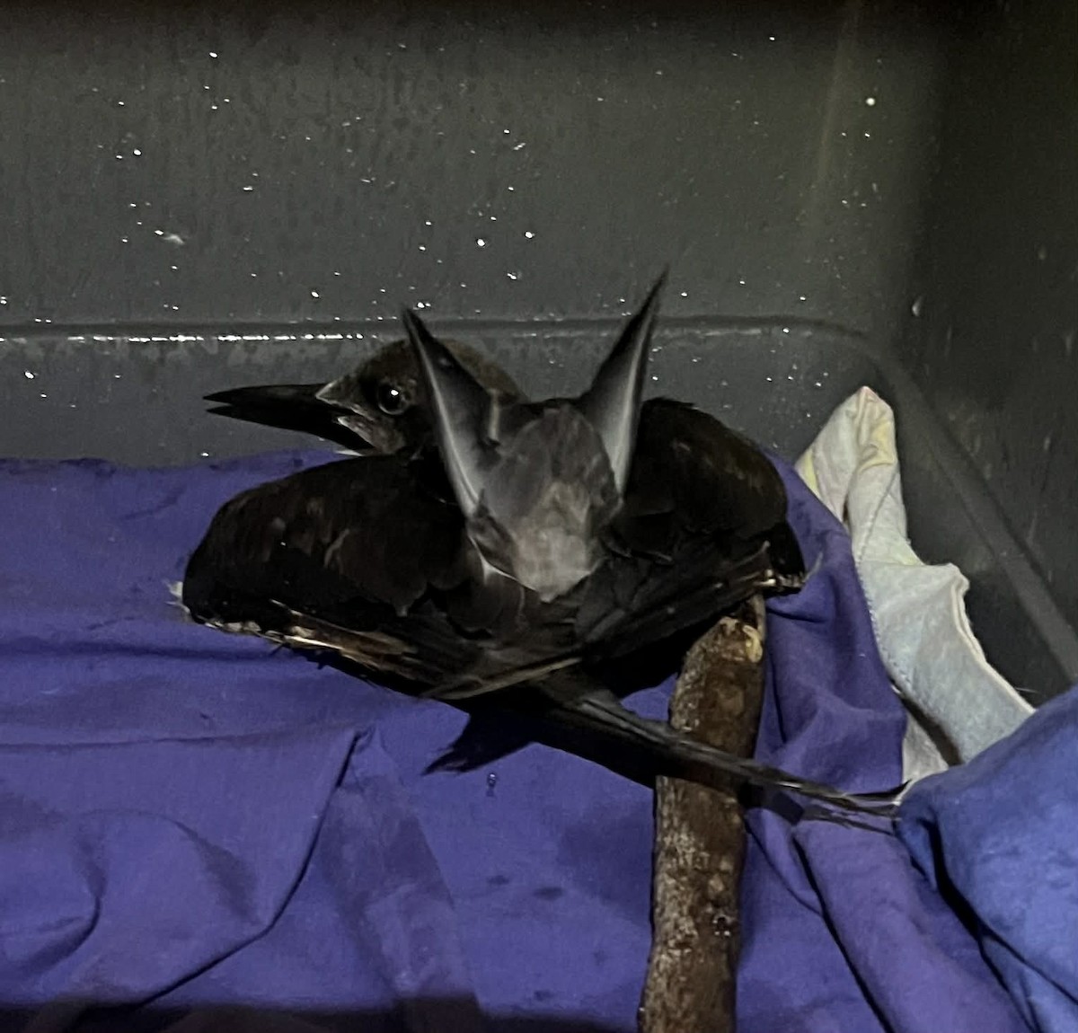 Sooty Tern - ML646269632