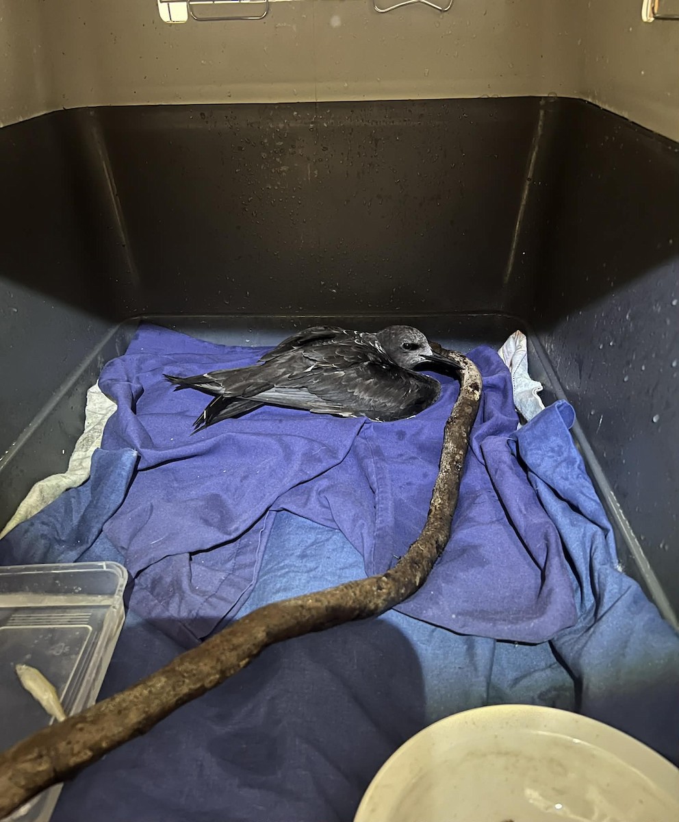 Sooty Tern - ML646269637