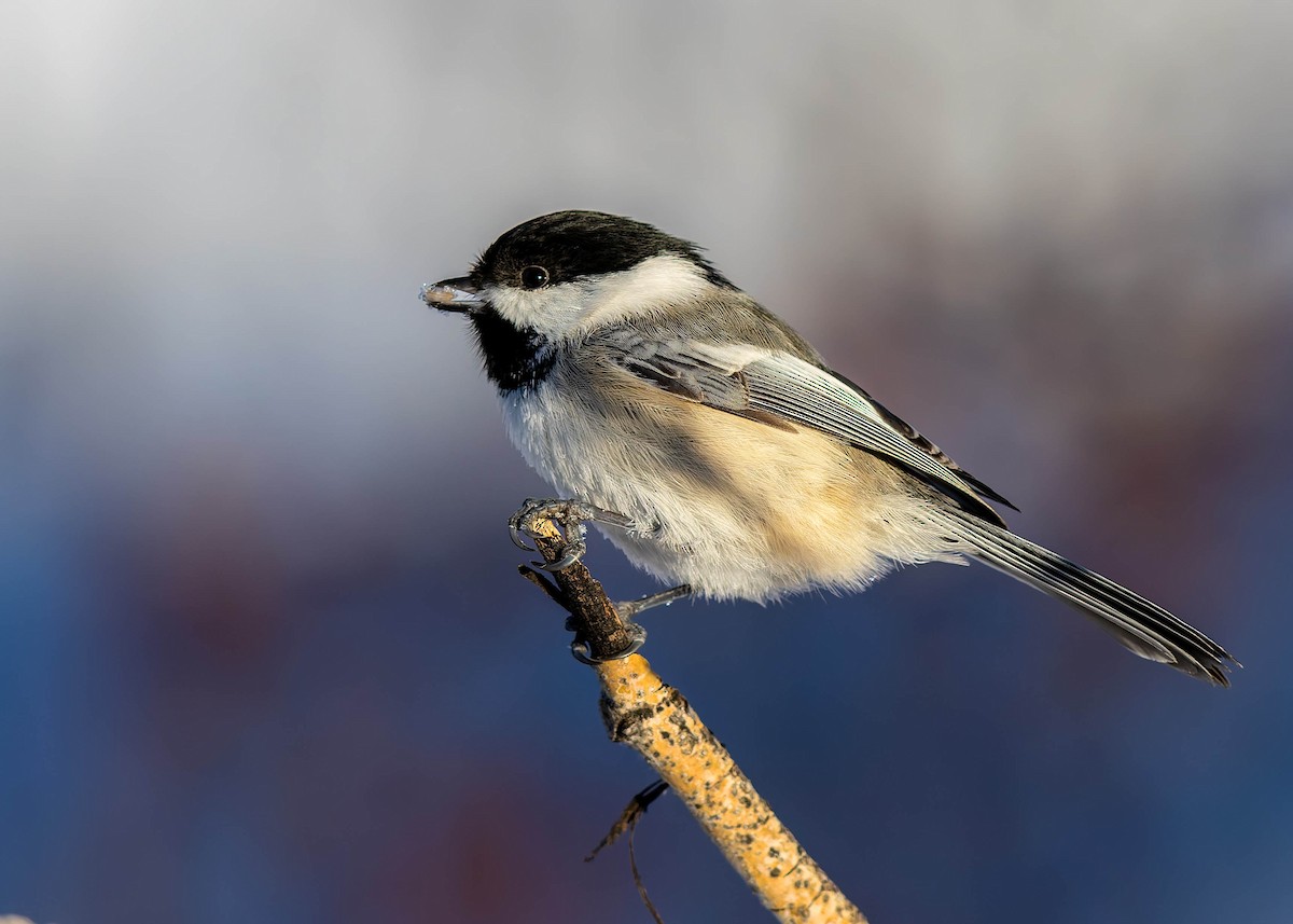 Black-capped Chickadee - ML646269639