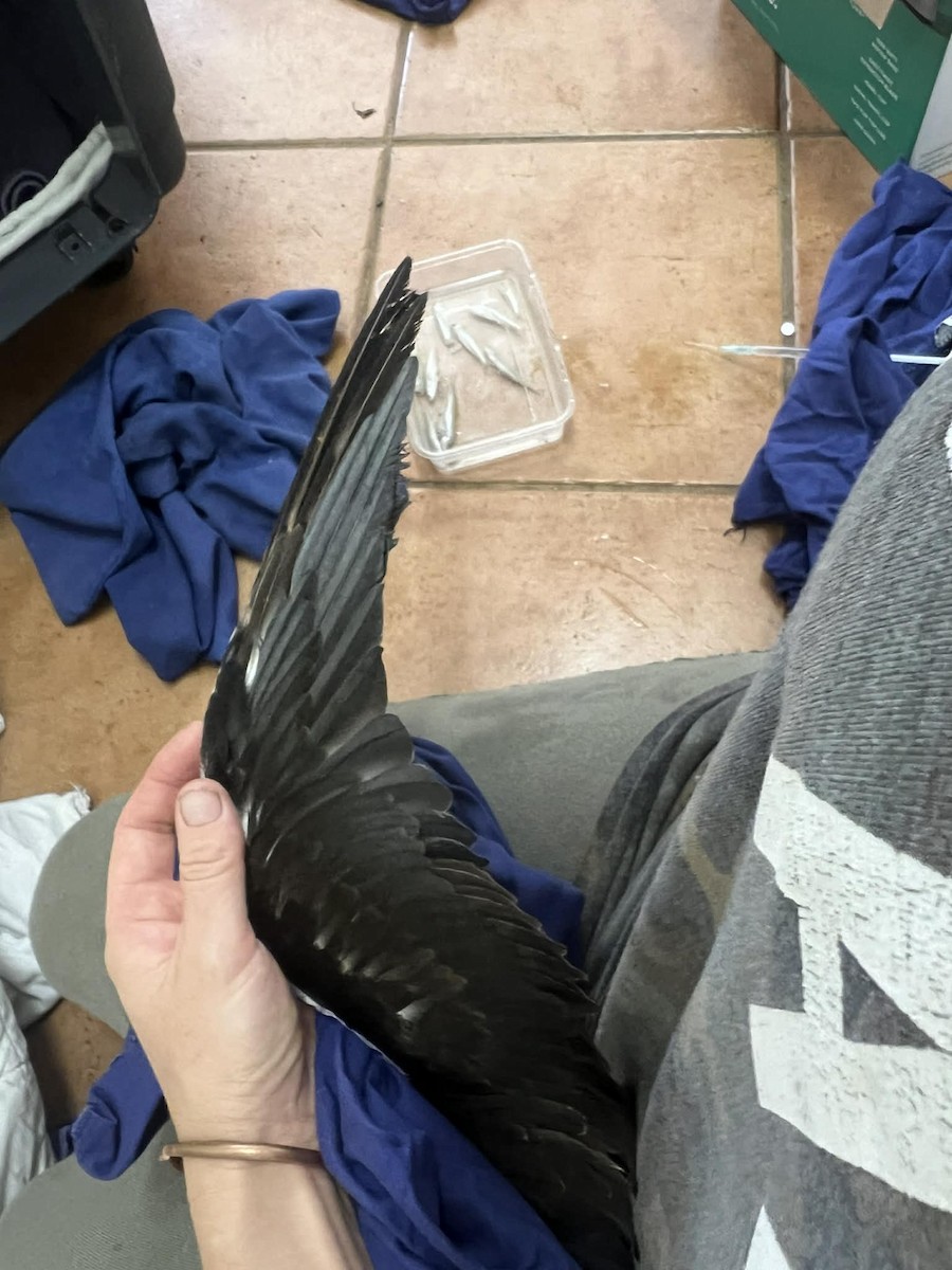 Txenada iluna - ML646269640