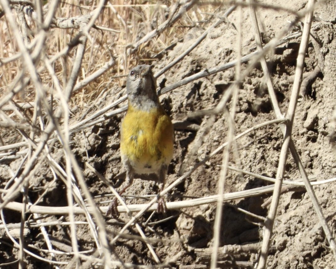 Gray-hooded Sierra Finch (gayi/caniceps) - ML646269641