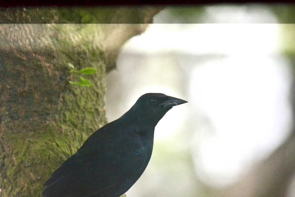 Scrub Blackbird - ML646269642