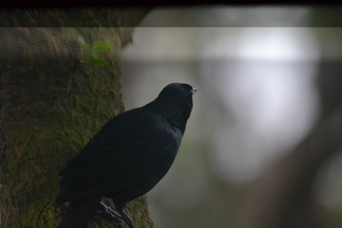 Scrub Blackbird - ML646269643